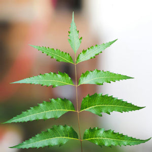Neem